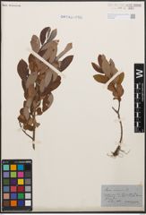 Foto von Salix cinerea L.